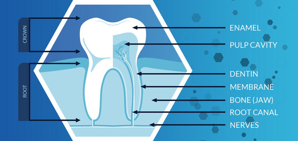 Tooth Anatomy